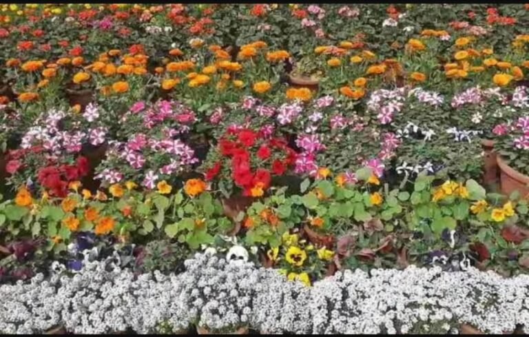 23 फरवरी से नोएडा स्टेडियम में लगेगा फ्लावर शो