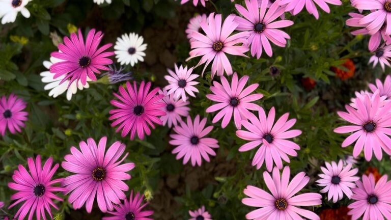 पुष्पोत्सव 2024