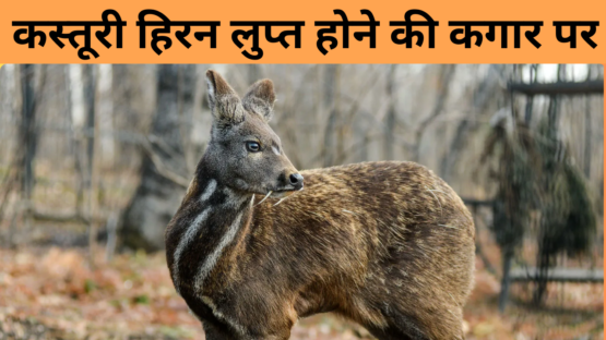 कस्तूरी हिरन