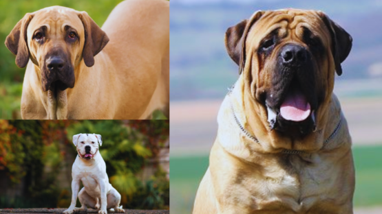 23 Dangerous dog breeds बिक्री और प्रजनन पर रोक लगाई